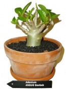 Adenium pouštní růže silný kmen BAOBAB velký