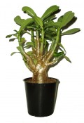 Adenium pouštní růže silný kmen BAOBAB (1/2)