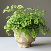 Adiantum Raddi, Fragrans - Sleziník raddův, Netík