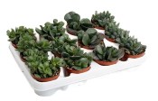 Adromischus mix - sukulent