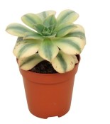 Aeonium haworthii 'Kiwi' - Růžicovka