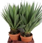 Agave Shaka Zulu