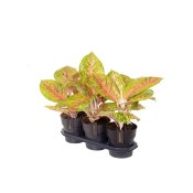 Aglaonema mix