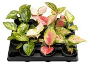 Aglaonema mix (1/2)
