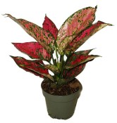 Aglaonema Spicy Pink