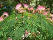 Albizia julibrissin summer chocolate - perská akácie