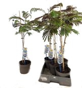 Albizia julibrissin summer chocolate - perská akácie (2/2)