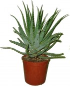 Aloe arborescens velký 2.jakost