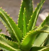 Aloe arborescens velký 2.jakost (2/2)