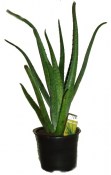 Aloe vera 3 letá - 2. jakost