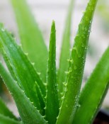 Pokojová rostlina - Aloe Vera - Stáří 10 let obrovská rostlina 2.jakost (2/2)