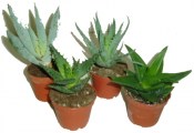 Aloe více druhů - vera arborescens myrtifolis