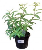 Aloisie citrónová - Aloysia triphylla