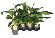 Alpinia zerumbet variegata - zázvor panašovaný (2/2)
