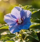 alyogyne-huegelii-delightfully-blue-modry-ibisek