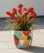 Anigozanthos - Klokanka (1/2)