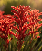 Anigozanthos - Klokanka (2/2)