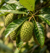 Annona muricata - Anona ostnitá - graviola