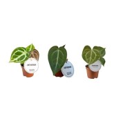 Anthurium mix - Toulitka
