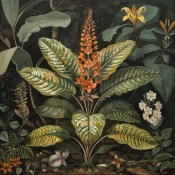 Aphelandra squar botanica - zebra rostlina