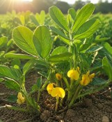 arachis-hypogaea-pindaplant-podzemnice-olejna-arasidovnik