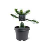 Araucaria araucana - blahočet chilský