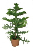 Araucaria Heterophylla - Blahočet ztepilý 7 stromů v jednom květináči - 160 cm (2/2)