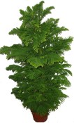 Araucaria velký strom 120 - 130 cm