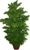 Araucaria velký strom 110 cm