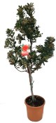 Arbutus Unedo velký strom 150 cm