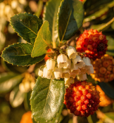 Arbutus unedo - Planika obecná – jahodový stromek (1/3)