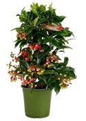 Ardisia crenata Bos Premium red - Ardísie vroubkovaná