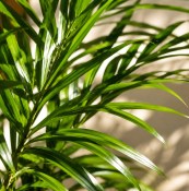 Palma Areca - Dypsis Lutescens střední 2.jakost (2/2)