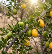 Argania spinosa – Argánie trnitá - Arganovník