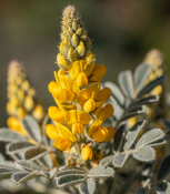 Argyrocytisus battandieri - Stříbrocist Batandierův - keř s ananasovou vůní (2/2)