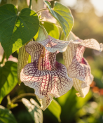 Aristolochia grandiflora - Podražec velkokvětý – liána s obřími květy (2/2)