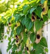 Aristolochia macrophylla XXL - Podražec velkolistý