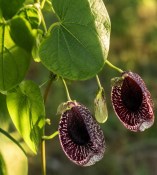 Aristolochia macrophylla XXL - Podražec velkolistý (2/2)