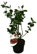 Aronia - černoplodec - arbutifolia brilliant - černý jeřáb (1/2)