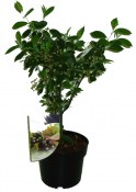 Aronia - černoplodec - melanocarpa hugin - černý jeřáb (1/2)