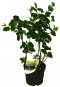 Aronia - černoplodec - prunifolia viking - černý jeřáb
