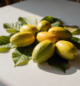 Asimina triloba - Pawpaw (2/2)