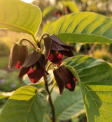 Asimina triloba - Pawpaw (1/2)
