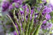 Asparagus officinali Gijnlim - chřest