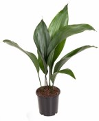 Aspidistra elatior - Kořenokvětka