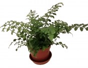 Asplenium - Sleziník - Kapradina