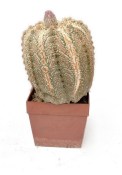 Astrophytum asterias  - hvězdicovitý kaktus č.8