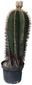Astrophytum Ornatum 55 let