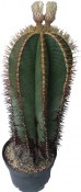 Astrophytum Ornatum 55 let (2/2)