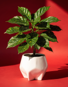 Aucuba japonica - Japonský vavřín